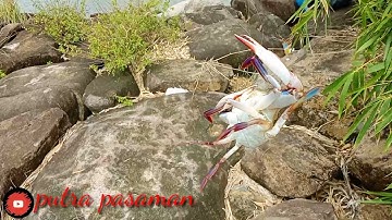 mancing kepiting 🦀🦀, pakai tutup botol,,,🤔🤔 mantab sahabatku,,,,, 👍👍