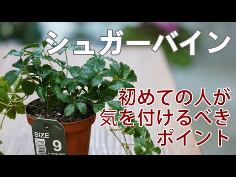 シュガーバインの育て方 モリモリ育てたいならこれを守ってね Youtube