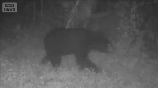 東京・八王子市でまたクマ出没　入山者に注意　市街地に近づく可能性も【知っておきたい！】【グッド！モーニング】(2026年5月31日)