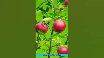 أواخر سورة آل عمران جمال