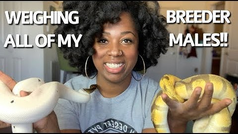 WEIGHING MY BREEDING SIZED MALE BALL PYTHONS | BALL PYTHON BREEDING SEASON 2021 | PRECIOUS PYTHONS