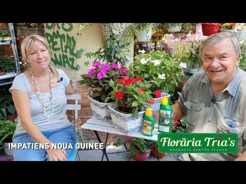 Video: Impatiens Cu Flori Mici