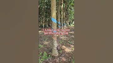 1,5 mẫu cao su gần khu công nghiệp Đồng phú xã tân lợi Đồng Nai ☎0918645130