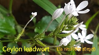 [Sri Lanka Wildflowers]열대식물Ceylon leadwortPlumbago zeylanicaEla nitul(එල නිතුල්)Chitrak