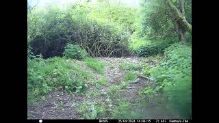 Muntjac Deer runs past Camera  in Cambs UK 25 April 2024 344pm Trail Camera by Aviation Videos & Wildlife FULL HD 396 views 3 days ago 31 seconds