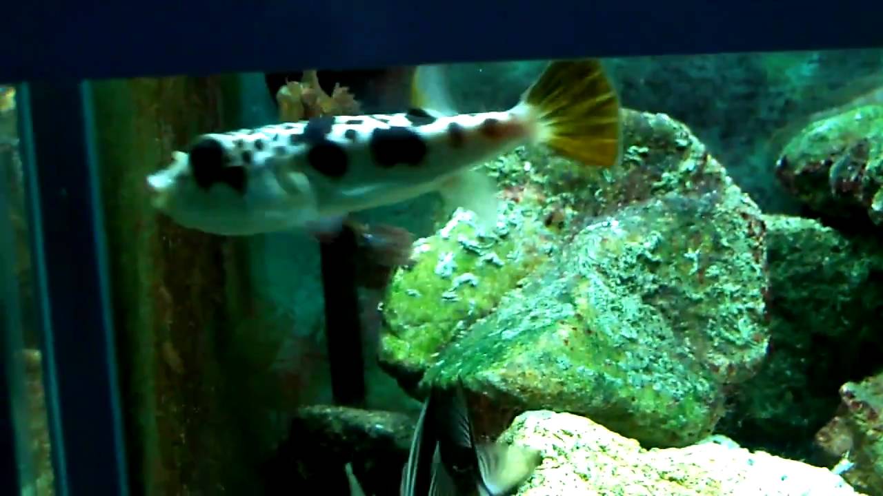 South Australian Fish Species