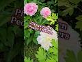 Spring Flowers | Peony-Pfingstrosen | Blooming Peony Flowers