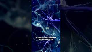 Your Brain is Shrinking?! (Fact or Cap EP5) #science #sciencefacts