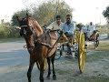 Charci wachera king of pakistan ghourghushti tanga  races