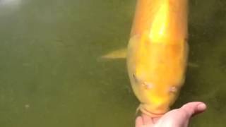 The Yellow Sub - Kloubec Koi Farm