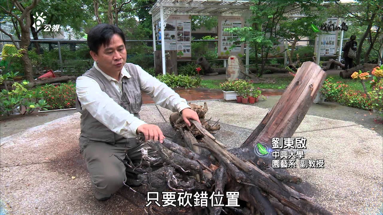 【樹木保護】請樹搬家｜適地適種提高移植存活率 (我們的島 第774集 2014-09-15)