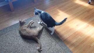 Cat Jujitsu: Gus vs Buddy by NedTheDread 202 views 7 years ago 4 minutes, 28 seconds