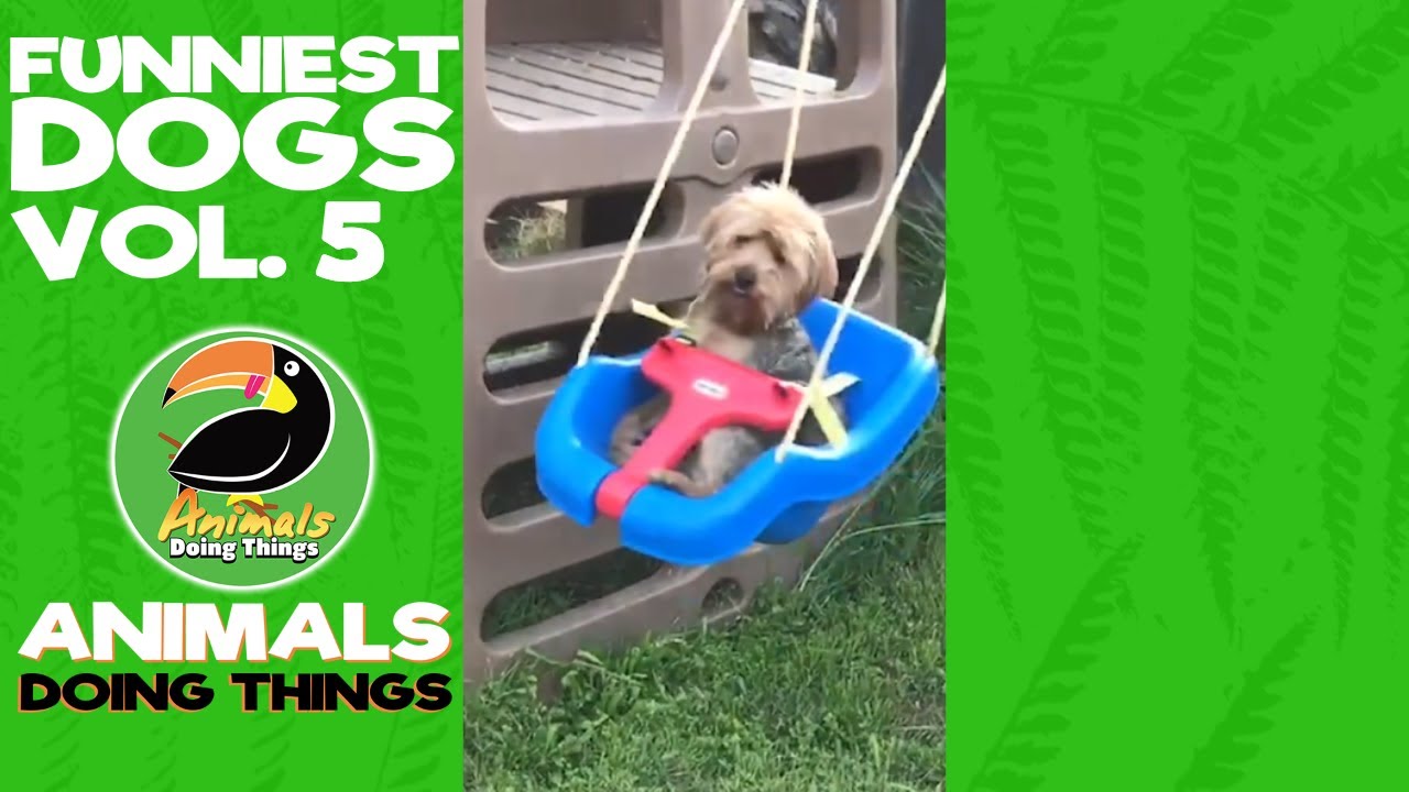 Funny Dogs Vol. Compilation 5 | Funniest Animals Doing Things