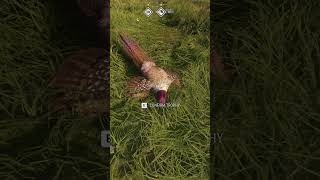 Great One Pheasant Shorts Series | Fabled Morganite | (Day 7/9) | The Hunter Call of the Wild |