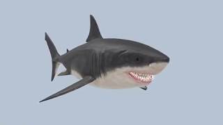 Megalodon: The Ancient Shark screenshot 4