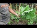 COLHENDO VERDURAS NA HORTA E FAZENDO UMA RECEITA DE COUVE