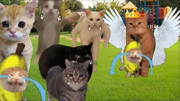 Baby Banana Cat Cry and Happy Videos #13 😺💛