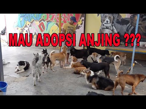 Video: Mengadopsi Anjing Tuli