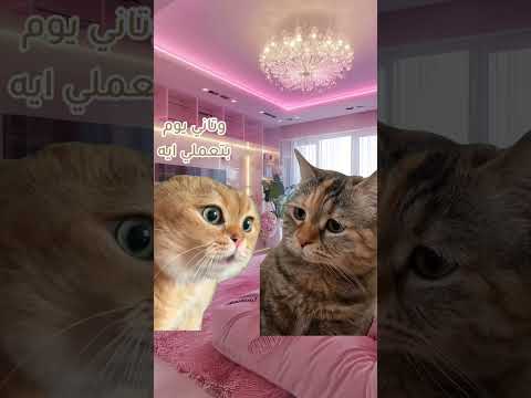أنا اخد قرار اه أنفذه لأ   
