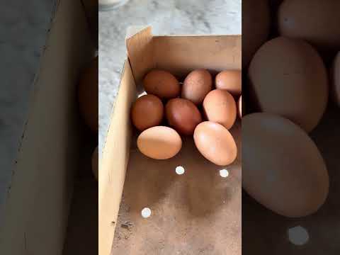 Huevos 🥚 by El gallinero de Pedro 