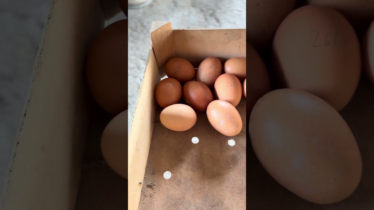 Huevos 🥚 by El gallinero de Pedro 