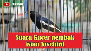 SUARA KACER NEMBAK ISIAN LOVEBIRD