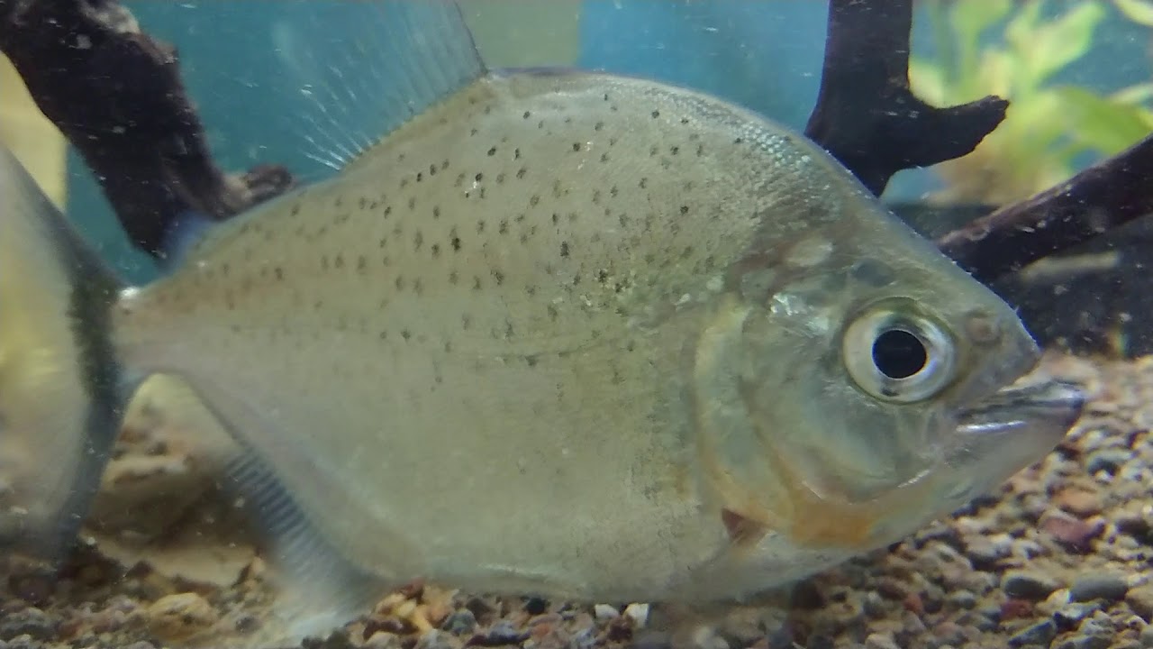 Pristobrycon Striolatus