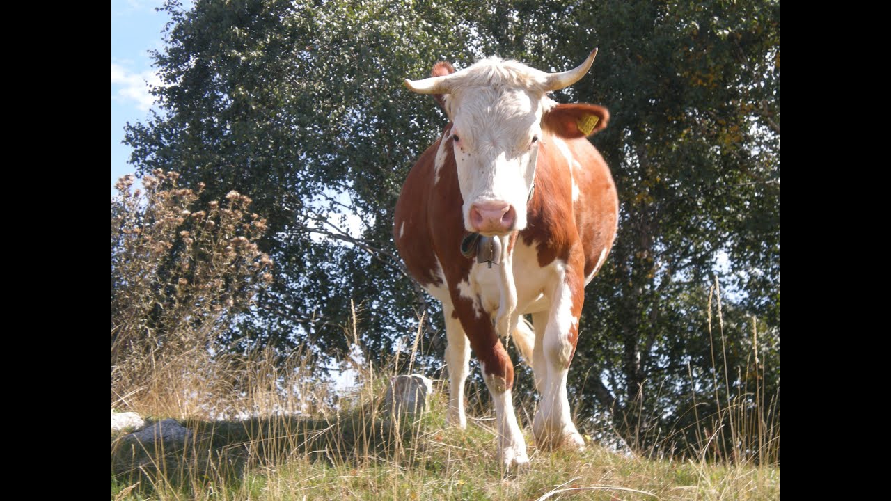 Pascoli della Val di Muggio