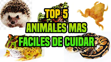 ¿Cuál es la mascota más fácil de cuidar?