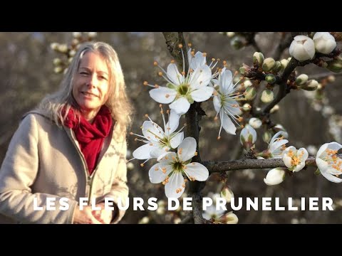 Vidéo: Prunellier - Propriétés Utiles Du Prunellier, Des Recettes De Prunellier, Des Baies De Prunellier, Des Fleurs De Prunellier, De La Racine De Prunellier. Épines, Sauvages