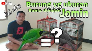 UKURURAN CUCAK IJO MINI SAMA DENGAN BURUNG YANG LAIN.. INI DIA BURUNGNYA APA AJA...