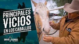 Principales vicios de los caballos