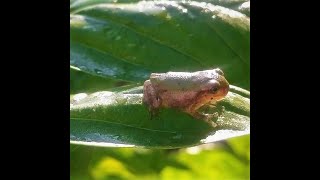 Frog as a Spirit Guide: What it Means When You&#39;re Seeing Frogs Everywhere