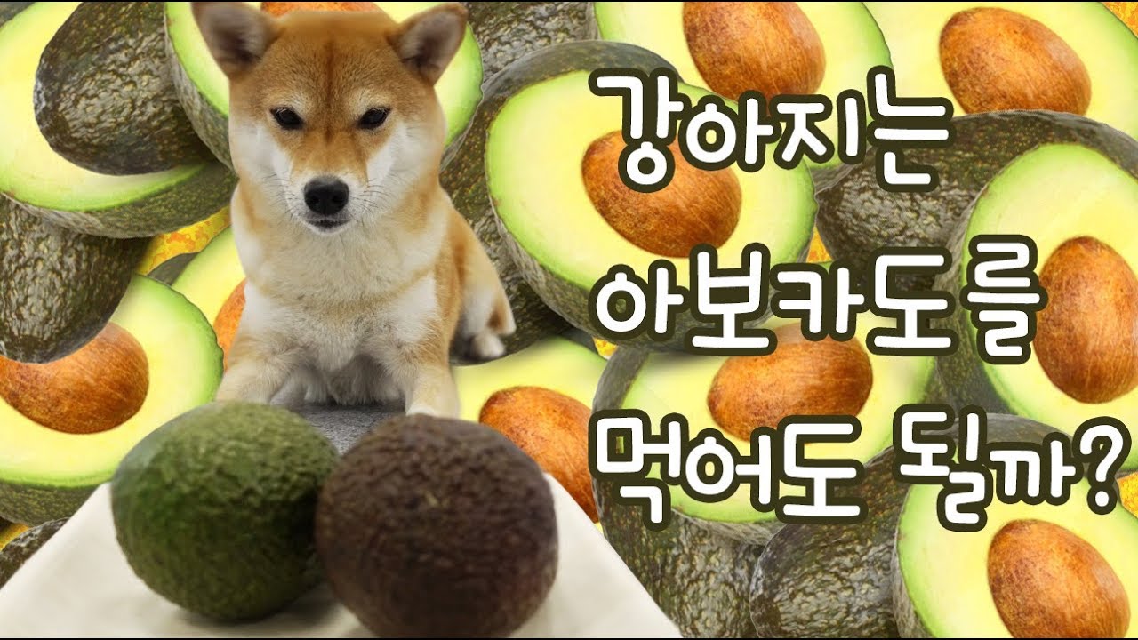 [반해펫리뷰] 슈퍼 푸드 '아보카도!' 강아지가 먹어도 될까요? | 반해
