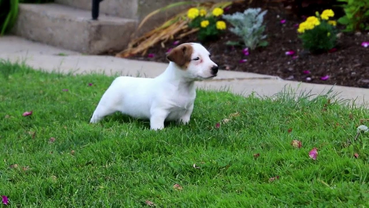 Jack Russell Mix Puppies For Sale YouTube