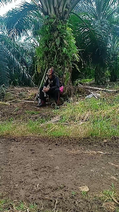 Langgas