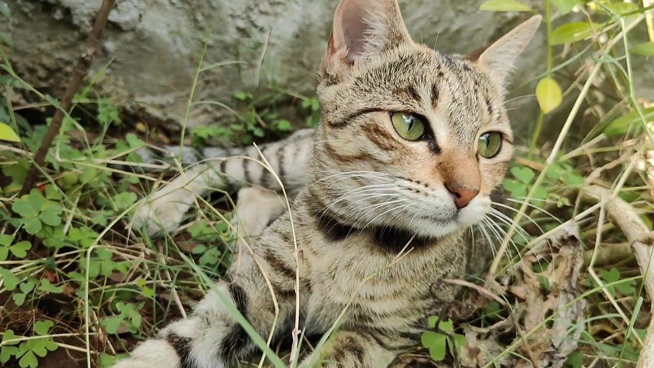 Cute meow garden main chill kar rahi hai 😻 | new cat video | cute cat video 