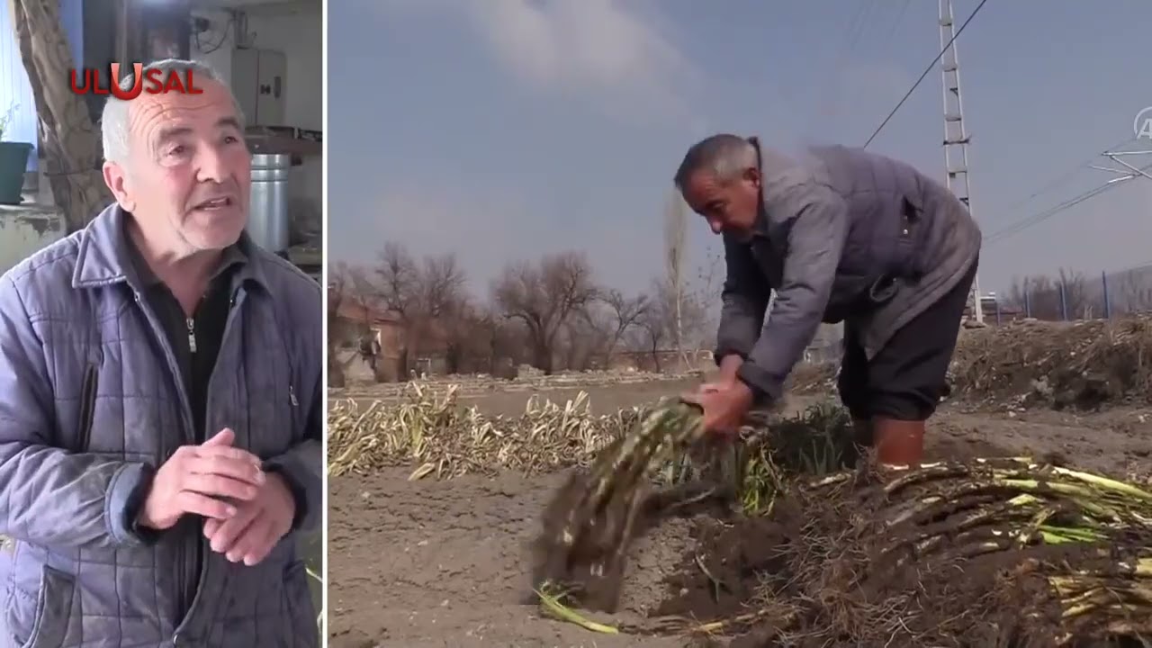 Kayseri'de toprağa gömülen pırasalar satışta