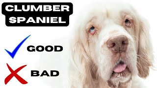 Clumber spaniel Top 10 Facts | Pros and Cons you must know