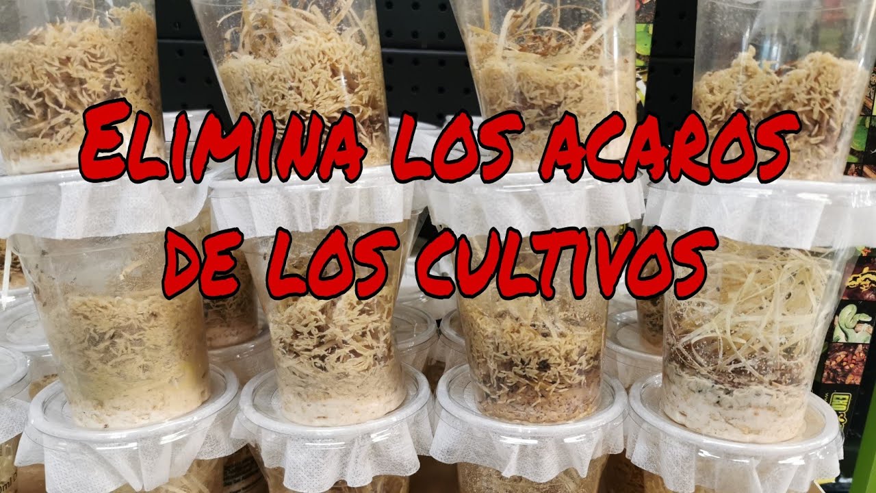 TRUCO PARA ELIMINAR LOS ACAROS DE LOS CULTIVOS DE DROSOPHILA!!! Y presentamos la nueva marca BRUMA.