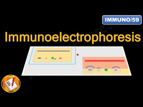 Video: Immunoelektroforese-serumtest: Hva Du Trenger å Vite