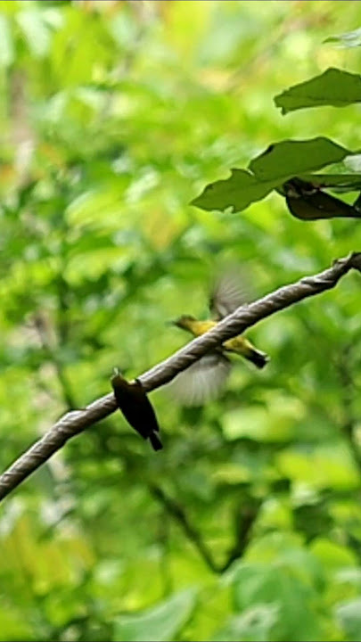 Mikat burung sogok ontong #birds #sogon