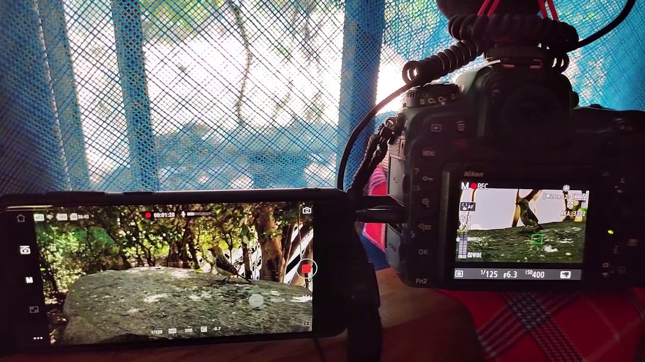 Bird hide trial......Birding from home using D500 & Dji Osmo pocket