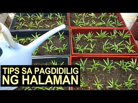 Video: Paano Pumili ng Pinakamagandang Oras sa Mga Halaman ng Tubig: 7 Hakbang