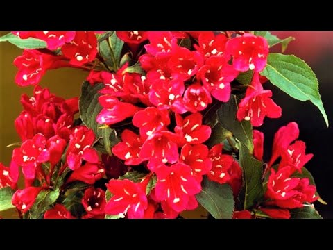 Video: Pretty Pink Rhododendron сорттору - Кызгылт Рододендрон тандоо