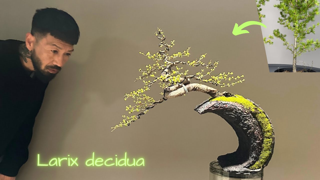 euonymus japonicus bonsai Euonymus