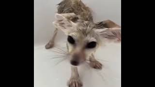 New Bahted Fennec Fox With Long Whiskers!