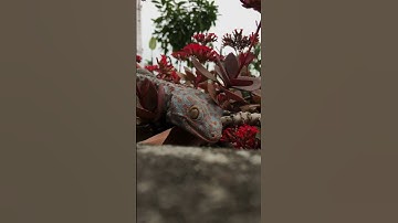Con tắc kè lạc vào vườn hoa #gecko #tắc_kè #tokek #kucing #bebek #kucinglucu #ikan @cucutv9029 #sapi
