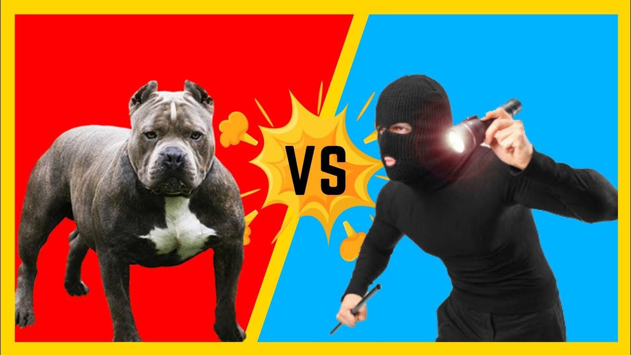 Reacting To Thieves Versus Dogs YouTube
