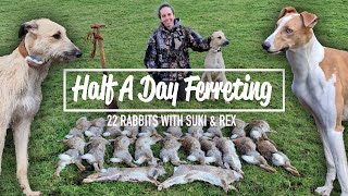 Half A Day Ferreting  23 rabbits with Suki & Rex